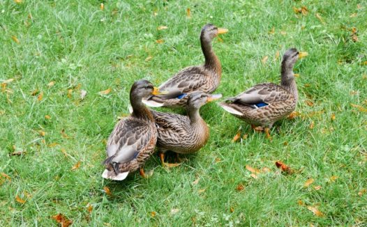 草地上的麻鸭图片