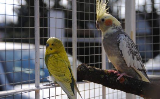 两只漂亮鹦鹉图片