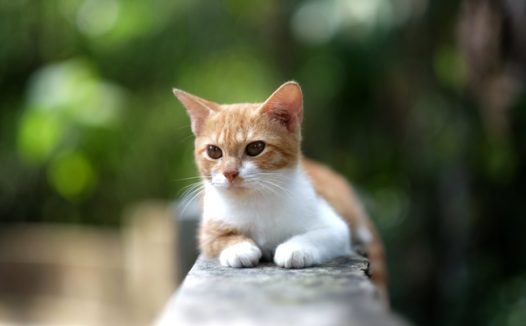 可爱乖巧小猫咪图片