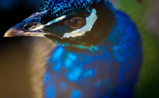 蓝孔雀高清图片
