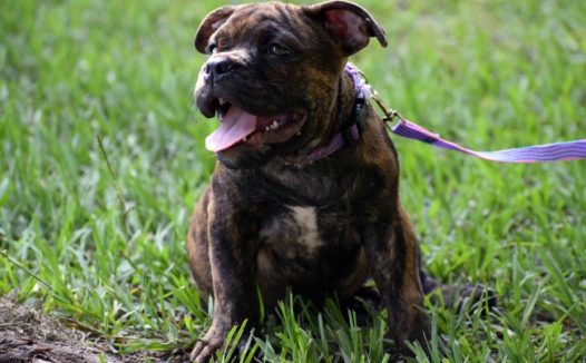 小狗斗牛犬图片