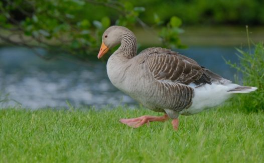 在草地上行走的灰鹅图片