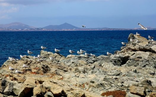 蓝色海岸成群结队海鸥摄影图片
