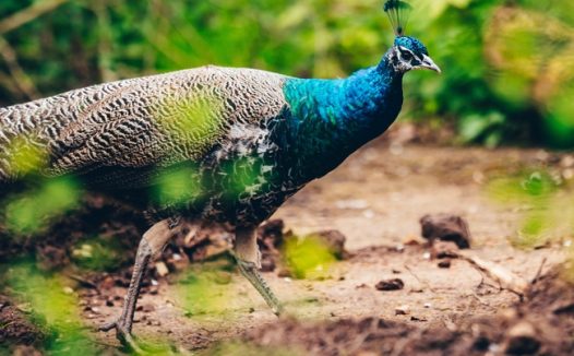 绿色丛林野生绿孔雀图片