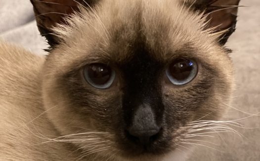 可爱纯种暹罗猫图片