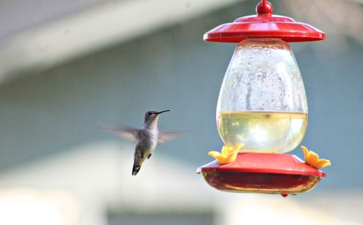 蜂鸟喂食器图片
