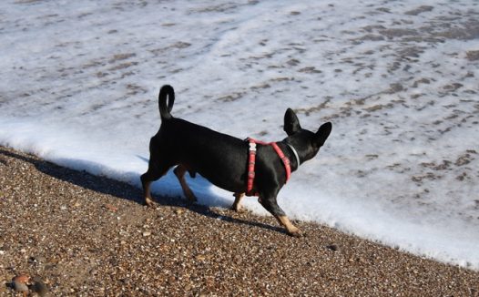 海边沙滩黑色小狗图片
