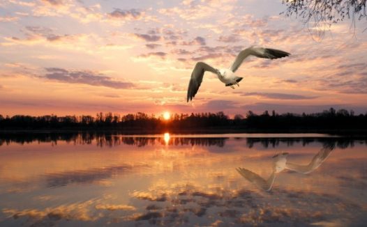 飞翔的海鸥唯美意境图片