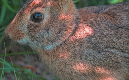 可爱家养兔子图片