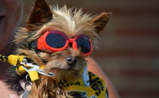 戴眼镜时尚狗狗图片