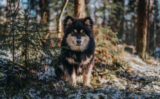 可爱柴犬串串狗图片