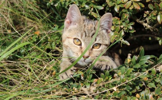 可爱花狸猫图片