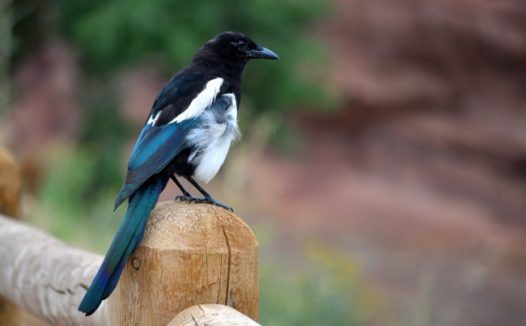 蓝喜鹊图片