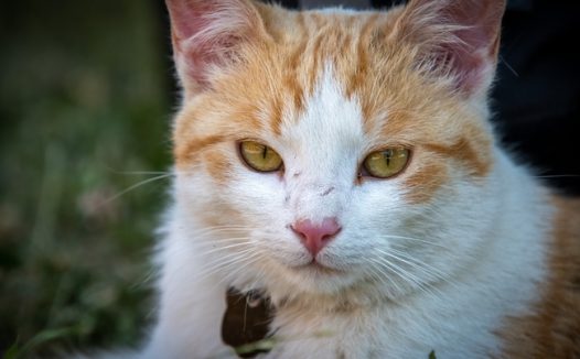 可爱呆萌大脸猫图片