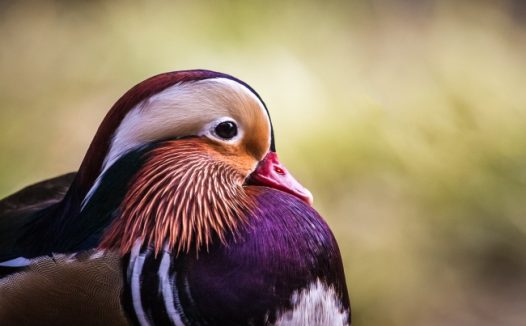 毛色艳丽的鸳鸯图片