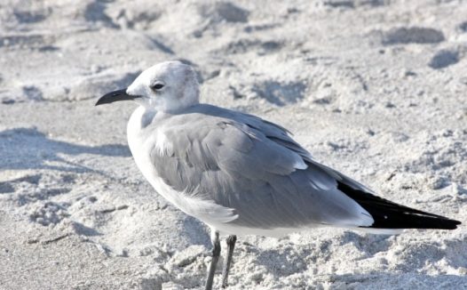 海滩灰色海鸥图片