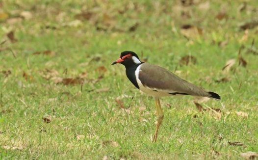 绿色草地红嘴飞禽图片