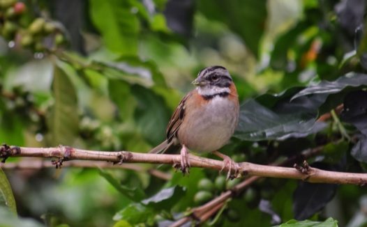 山野丛林野生小鸟摄影图片