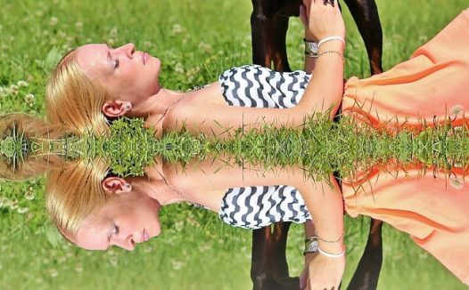 杜宾犬宠物写真图片