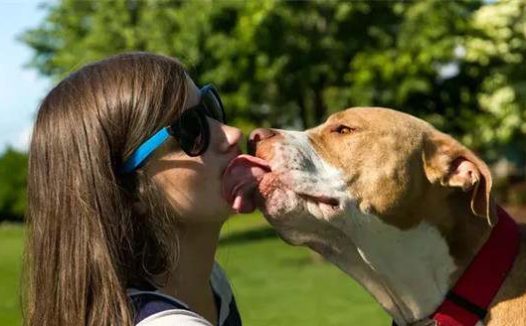 狗狗都可以训练的21个有趣且流行的狗狗技巧