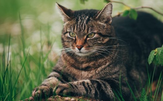 春天草地慵懒小猫咪图片