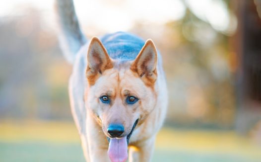 德国牧羊犬气喘吁吁图片