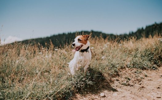 呆萌宠物小狗狗图片