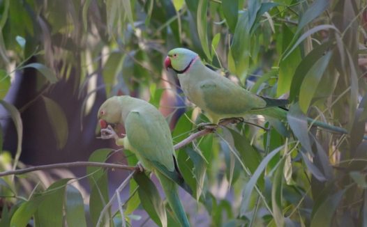 树上两只鹦鹉图片