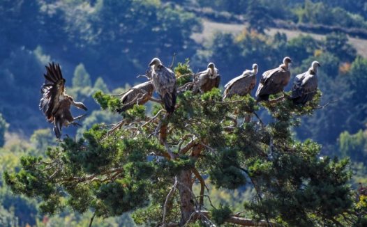 树上栖息兀鹫群图片