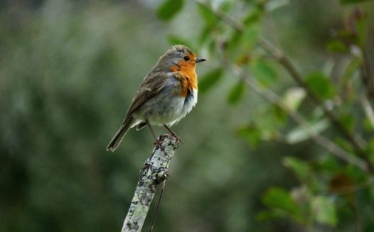 站立小麻雀图片