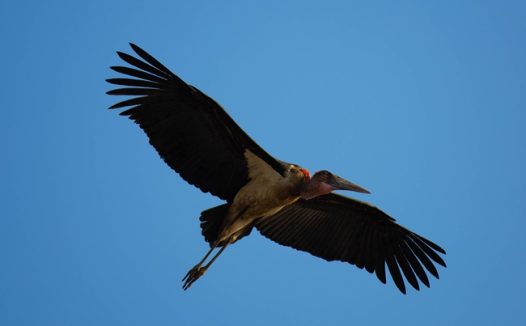 蓝色高空上自由翱翔的秃鹰摄影图片