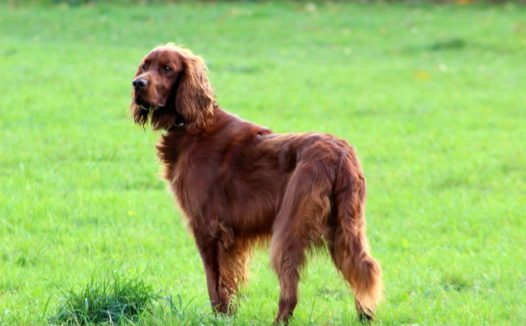 草地上萌狗狗图片