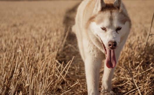 夏日田野猎犬图片