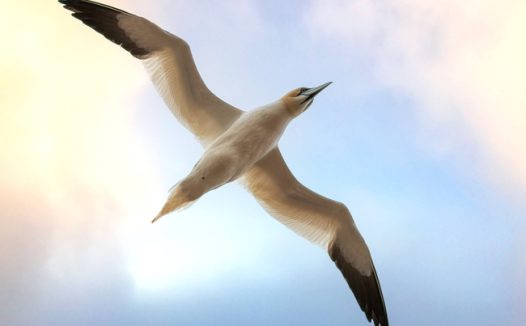 高空展翅飞翔的海鸥图片