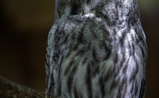 野生大灰猫头鹰摄影图片