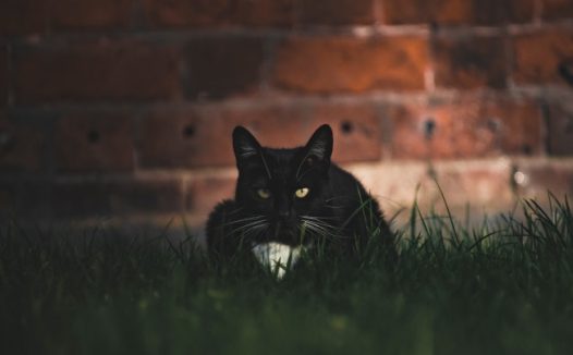 宠物纯黑猫品种图片