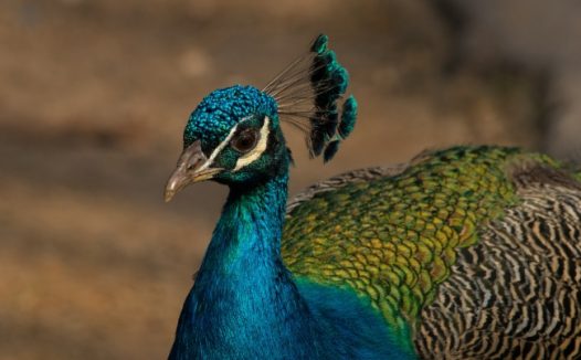 蓝孔雀头部特写图片