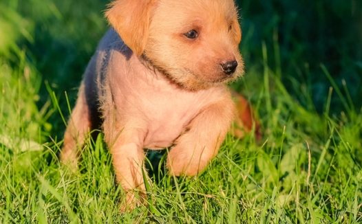 草地可爱拉布拉多幼犬图片