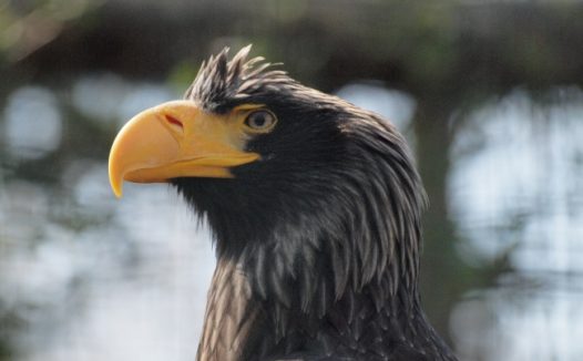 老鹰头像局部图片