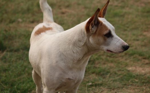 可爱白色宠物狗狗图片