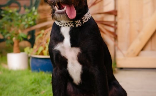 可爱的黑色小狗图片