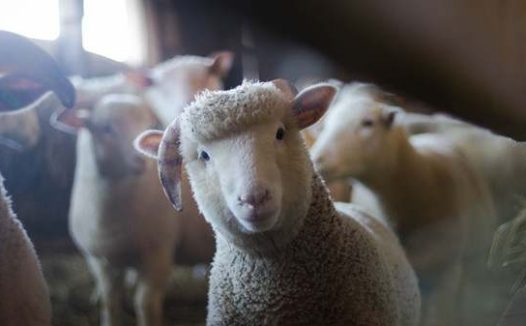 小羊会认主人吗