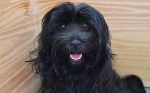 纯黑色家养宠物狗图片