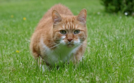 草地上可爱萌花猫图片