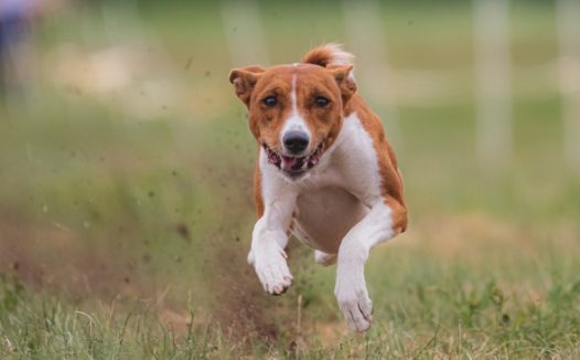 美国猎狐犬图片