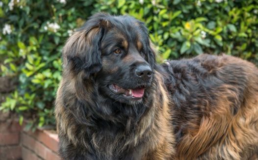 可爱大型狗狗图片