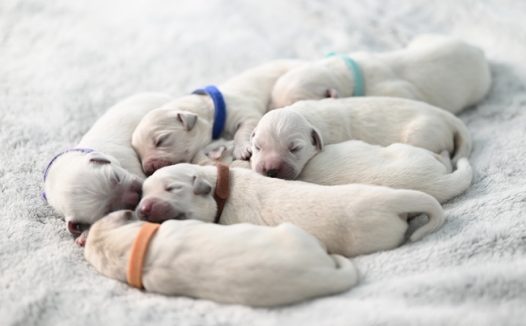 一群可爱呆萌狗狗睡觉图片