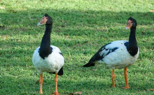 澳大利亚鹊雁图片