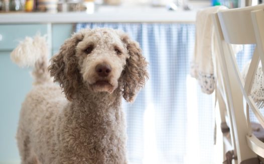 呆萌贵宾犬图片