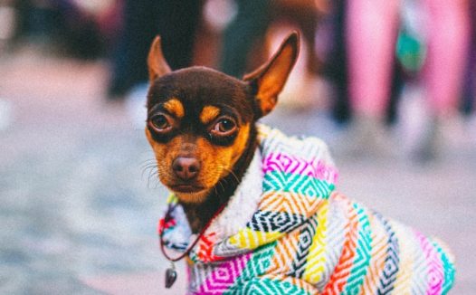 呆萌吉娃娃小狗图片